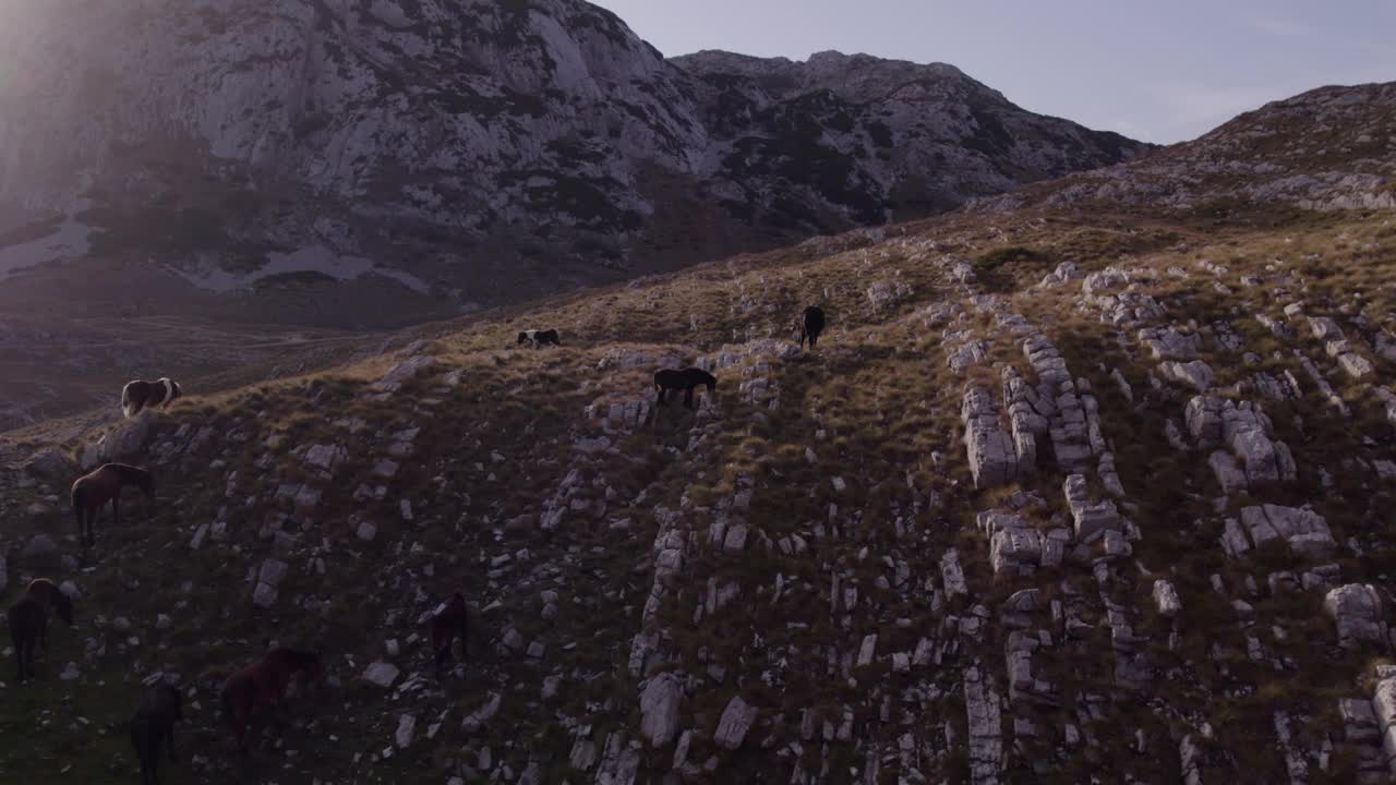 鸟瞰崎岖的山地景观和日落时的野马，黑山。视频素材