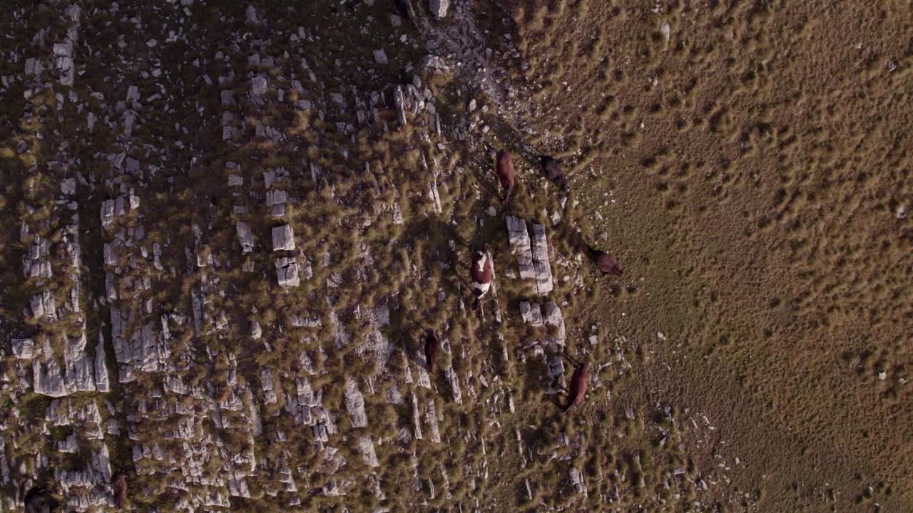 日落时分，黑山，在岩石上吃草的野马鸟瞰图。视频素材