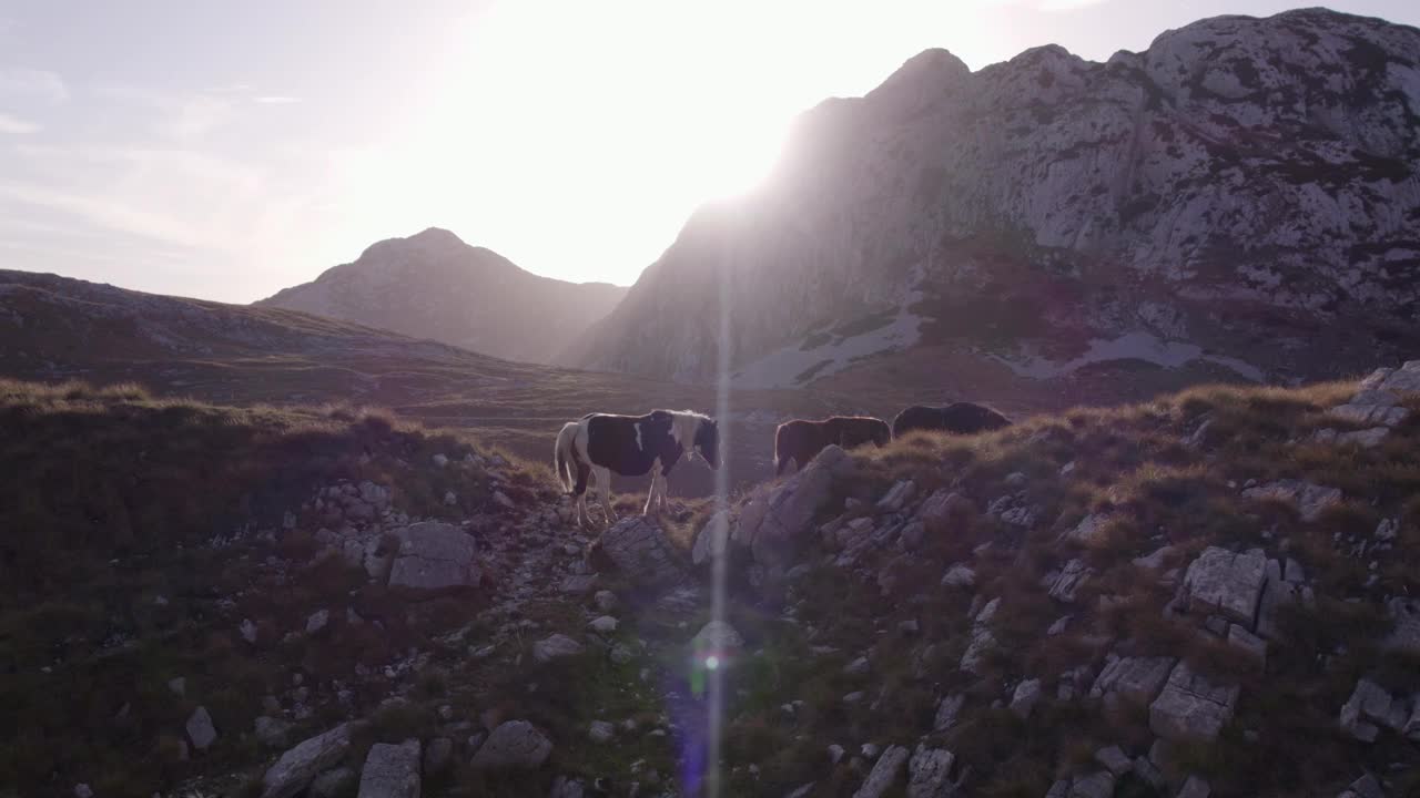 日落时分，黑山落基山上的野马鸟瞰图。视频素材