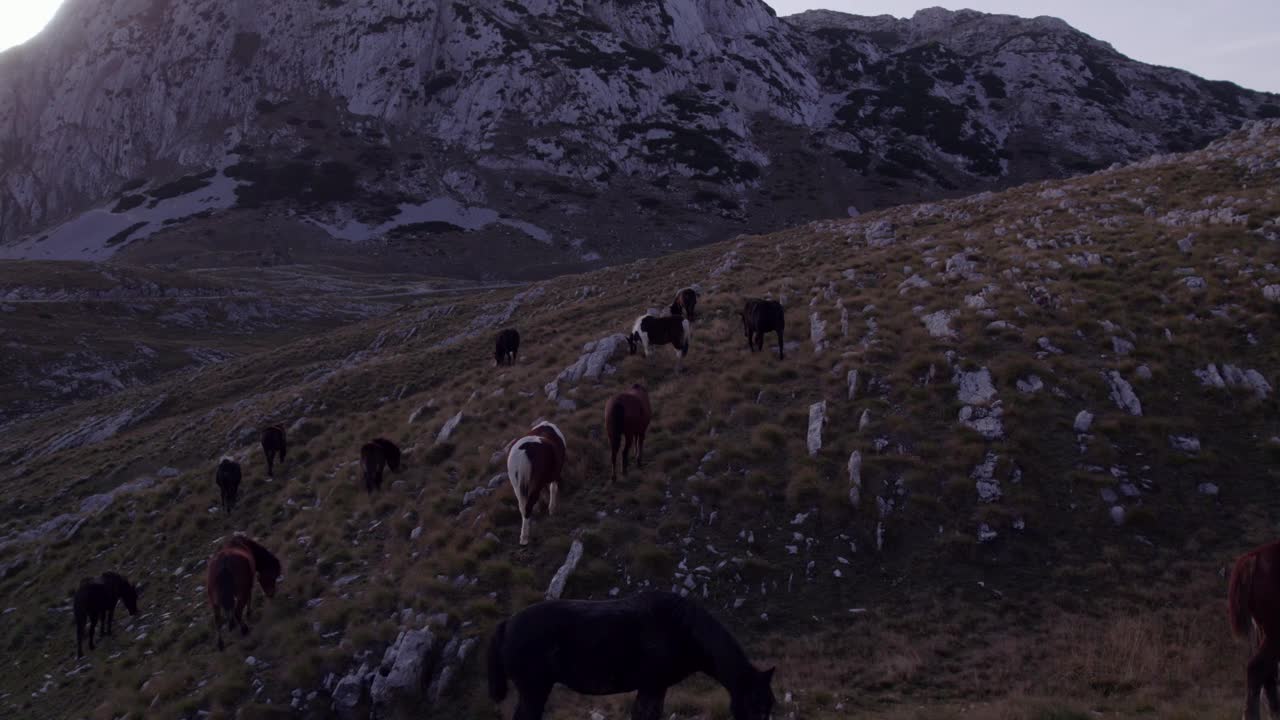 鸟瞰崎岖的山地景观在日落与野马，黑山。视频素材