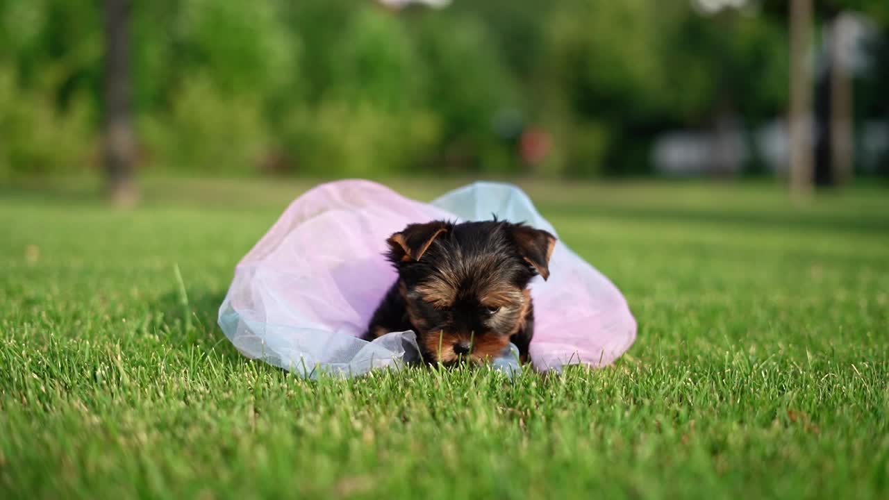 约克夏小猎犬坐在绿草地上。毛茸茸的，可爱的狗看着镜头。家养宠物视频下载