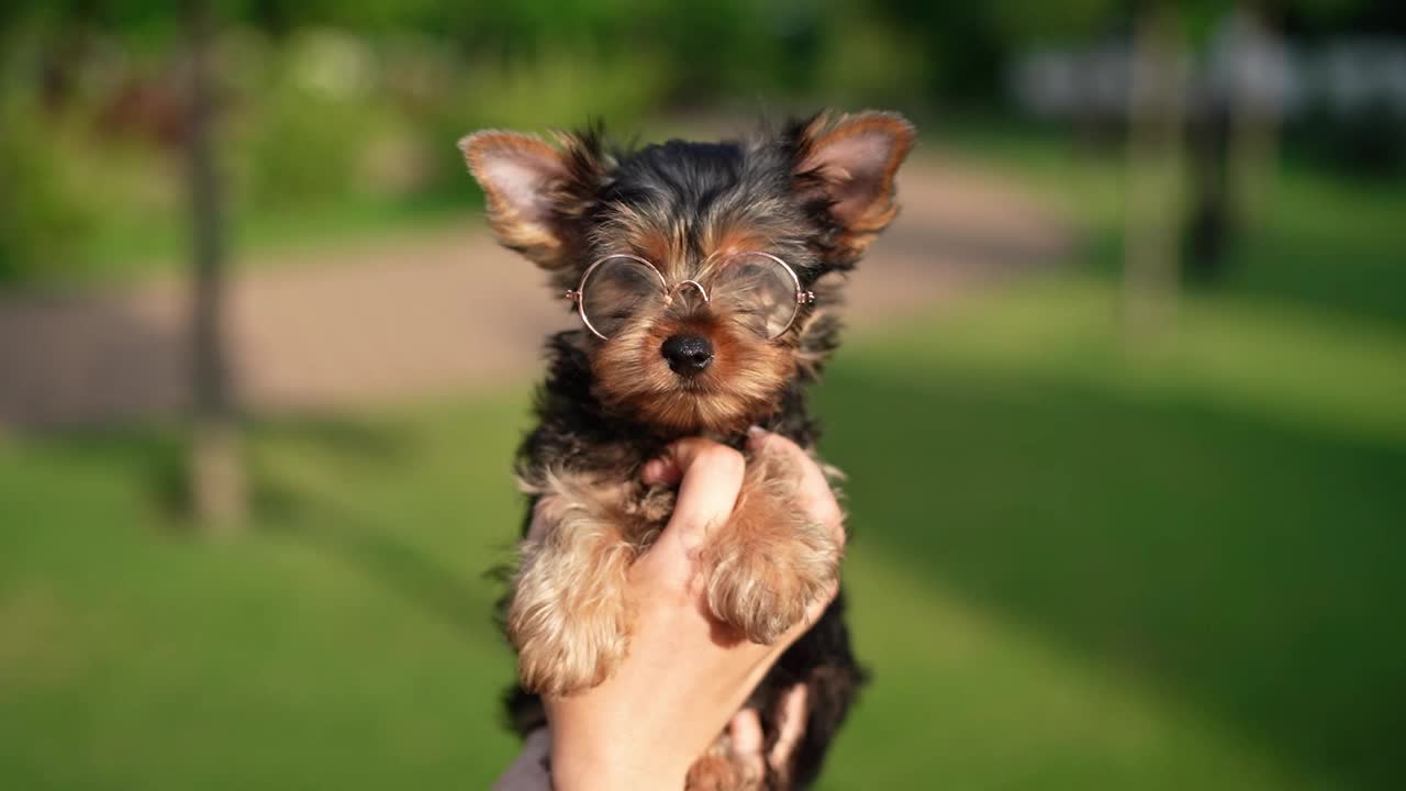 约克夏小猎犬坐在绿草地上。毛茸茸的，可爱的狗看着镜头。家养宠物视频下载