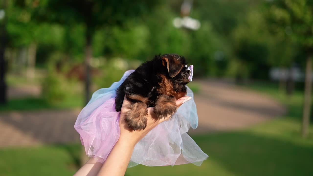 约克夏小猎犬坐在绿草地上。毛茸茸的，可爱的狗看着镜头。家养宠物视频下载