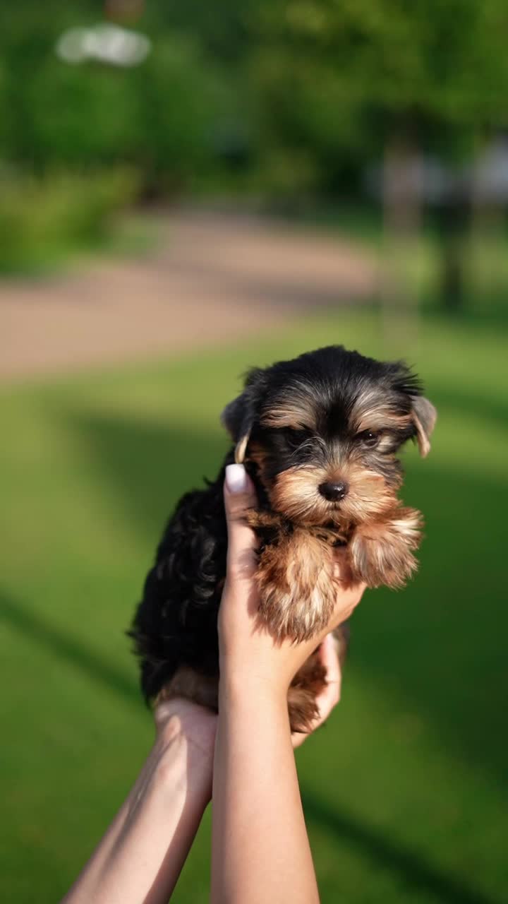 约克夏小猎犬坐在绿草地上。毛茸茸的，可爱的狗看着镜头。家养宠物视频素材