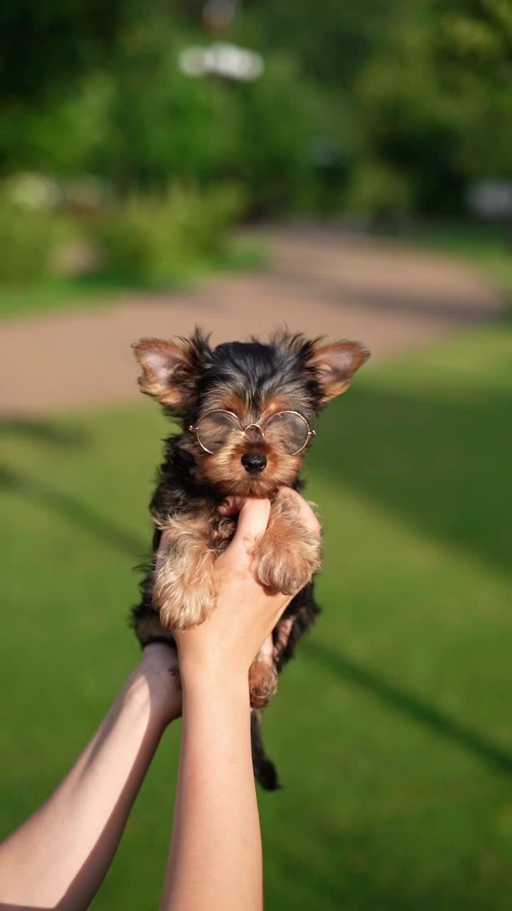 约克夏小猎犬坐在绿草地上。毛茸茸的，可爱的狗看着镜头。家养宠物视频下载