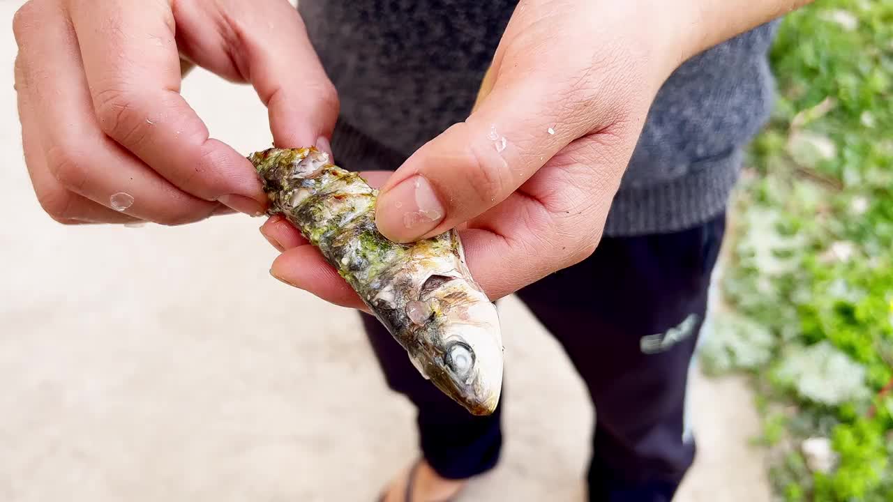 一名男子在市场上展示如何吃摩洛哥烤沙丁鱼。传统的摩洛哥食物。视频下载