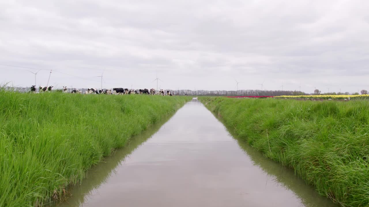 荷兰郁金香田鸟瞰图，有奶牛和鲜花。视频素材