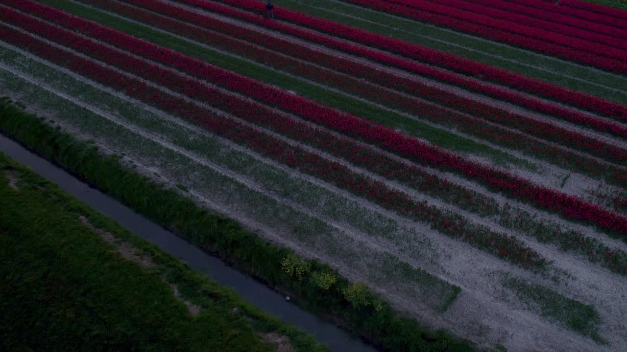 荷兰，郁金香田，风车，日出时人们的鸟瞰图。视频素材