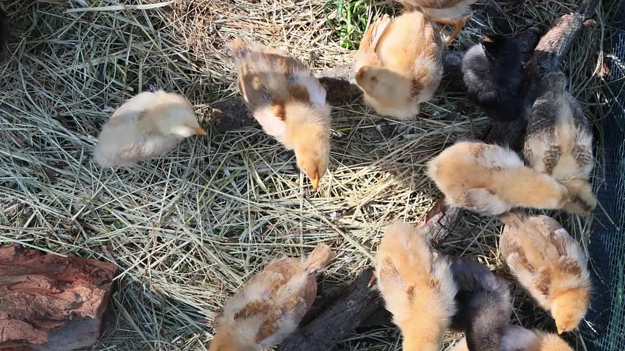 夏日里，一群毛茸茸的可爱小鸡在阳光下散步视频素材