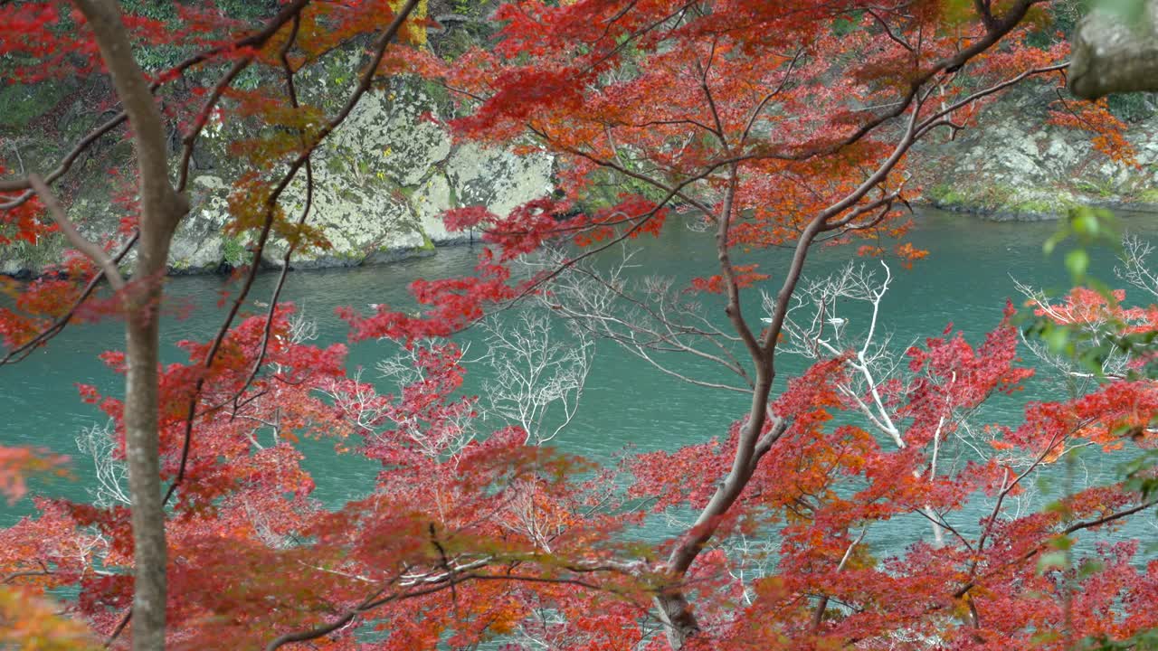 日本京都，秋日时节，桂川河周围充满活力的秋叶，自然背景视频素材