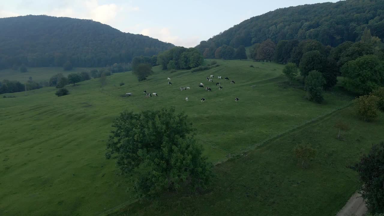 鸟瞰图:德国乡村风景，有绿色植物和奶牛。视频素材