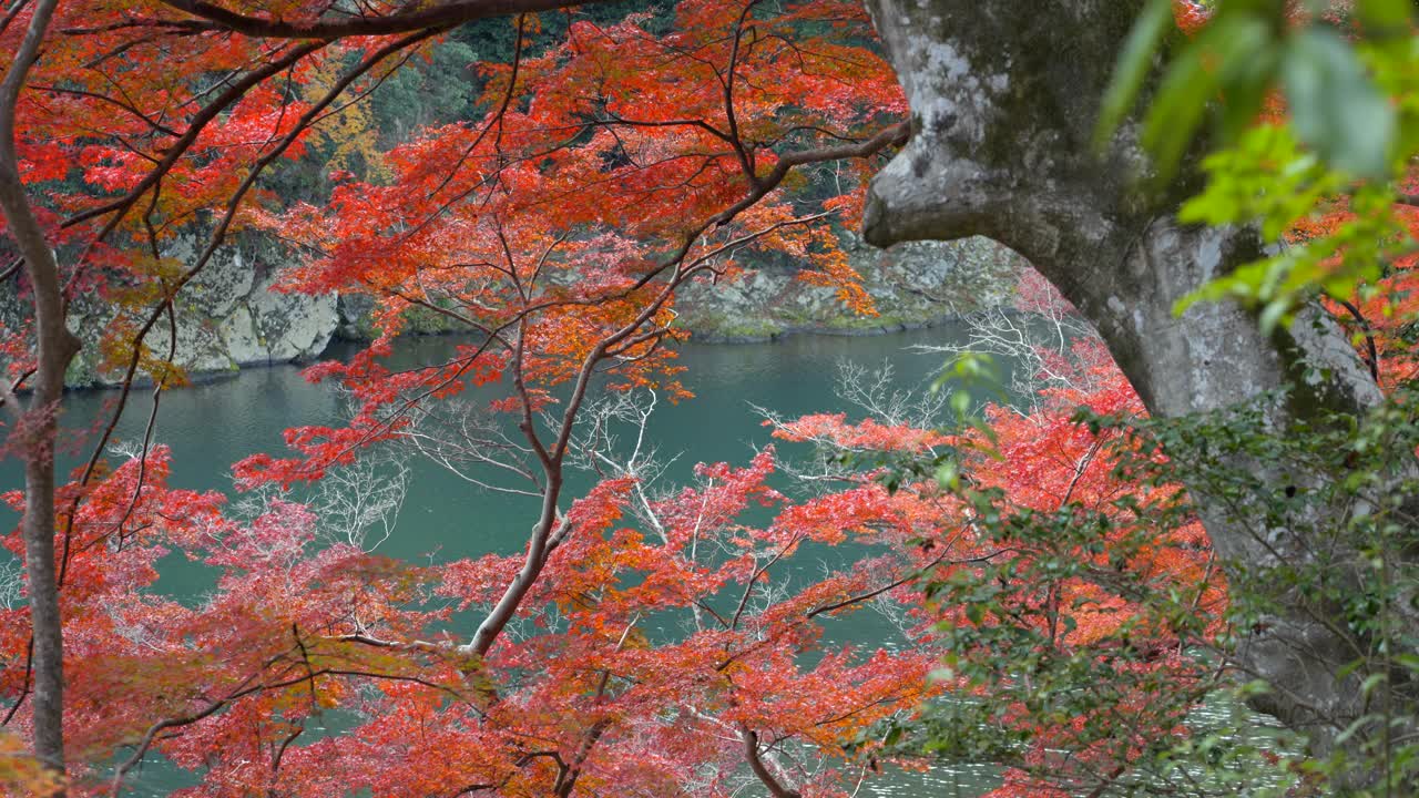 日本京都，秋日时节，桂川河周围充满活力的秋叶，自然背景视频素材