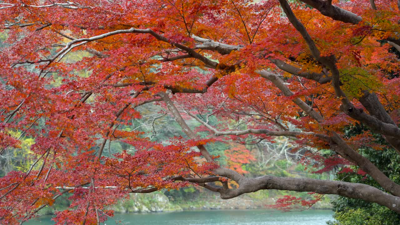 日本京都，秋日时节，桂川河周围充满活力的秋叶，自然背景视频下载