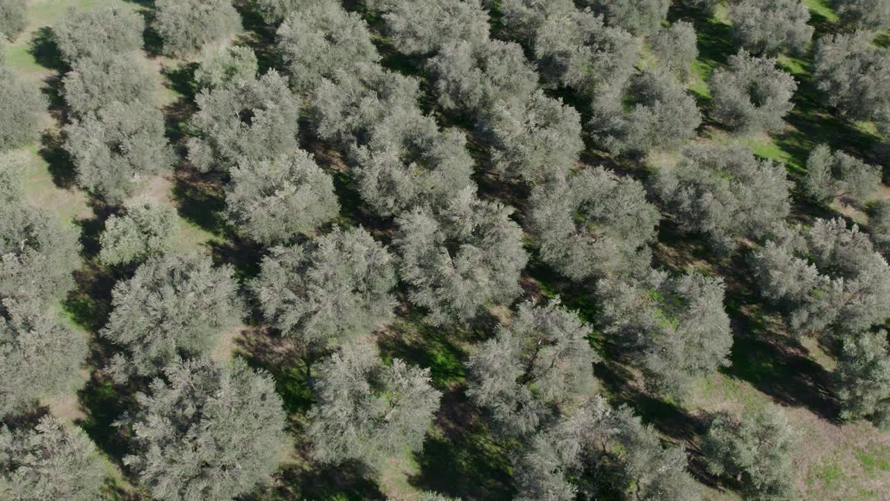 鸟瞰郁郁葱葱的橄榄树林和秋天的乡村，皮恩扎，托斯卡纳，意大利。视频素材