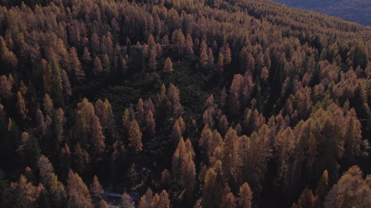 鸟瞰秋天的高峰与松树，意大利。视频素材