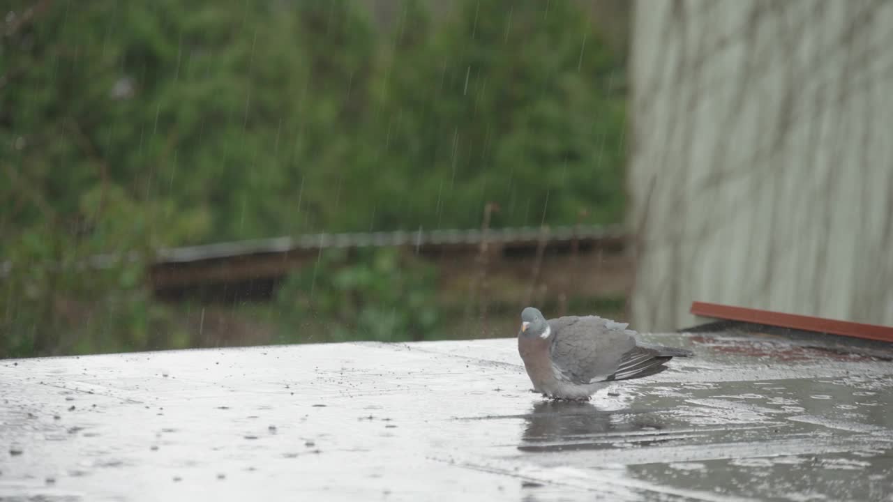 普通的木鸽在雨中洗羽毛视频下载