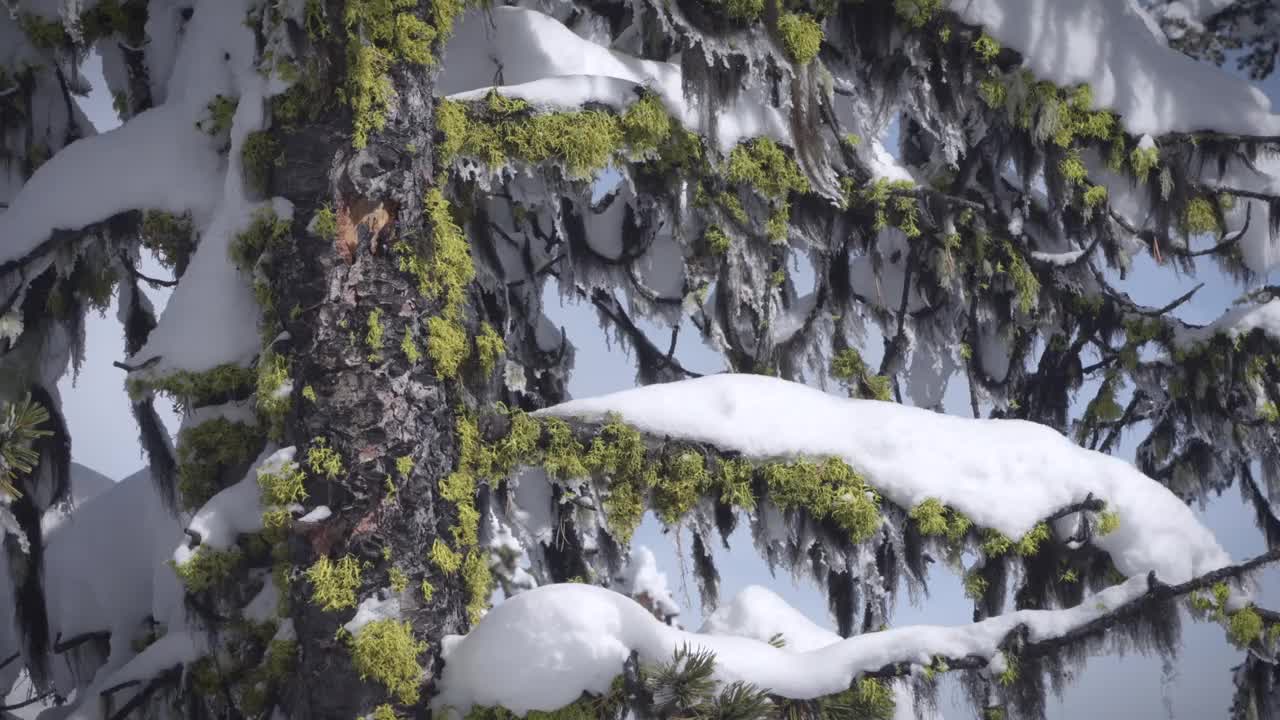 班夫森林里的冬日场景视频下载