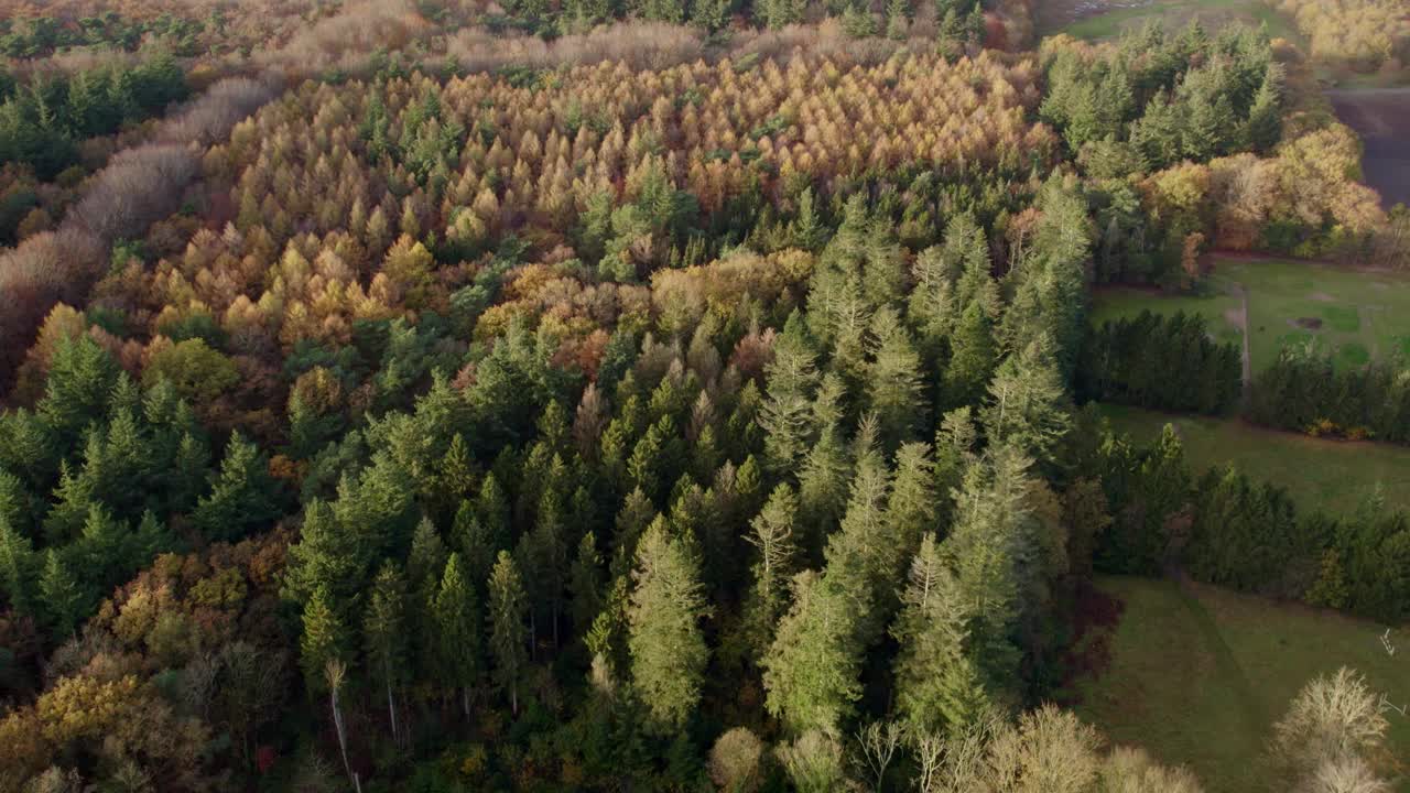 鸟瞰秋天的森林，松树，日落时的湖泊，荷兰。视频素材