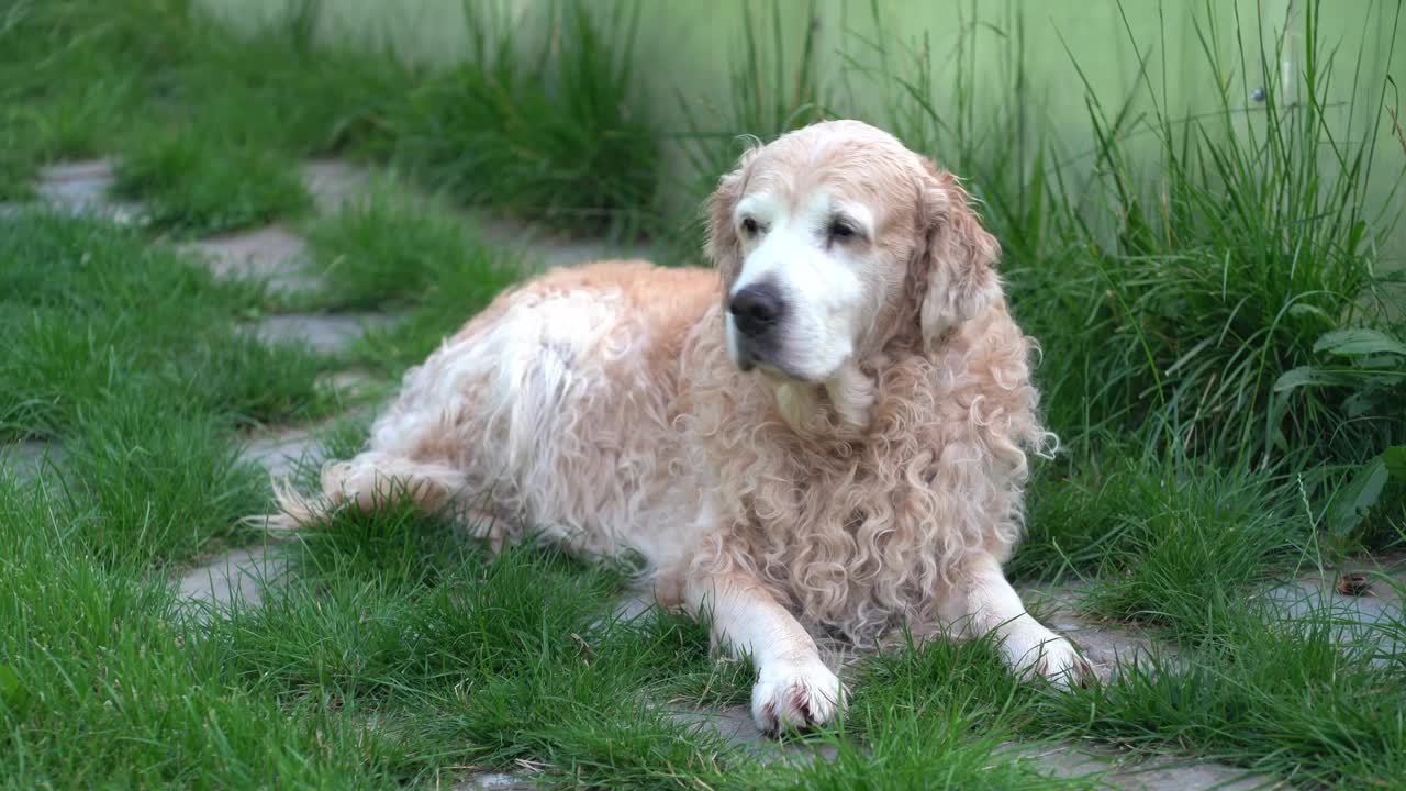 只见金毛猎犬躺在碧绿的草地上，环顾四周。背景与复制空间，镜头可以用于您的视频视频下载