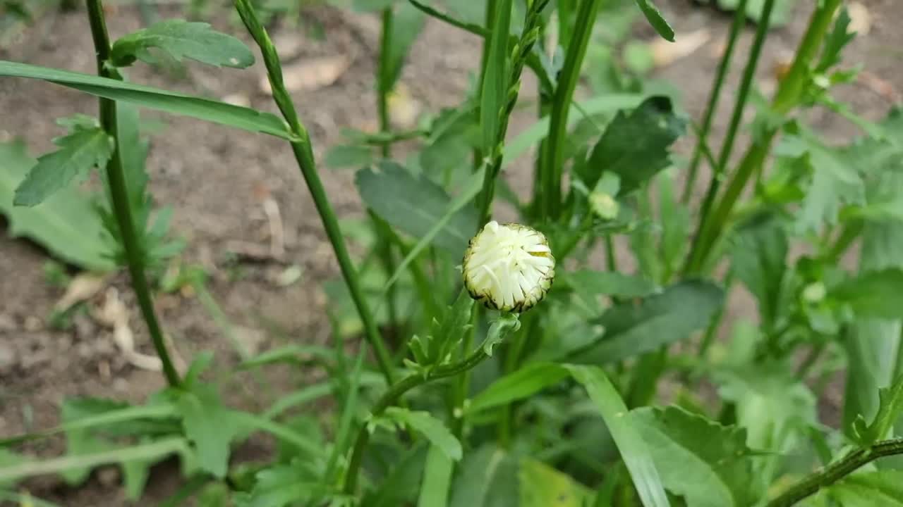 洋甘菊在绿叶和茎的背景上的未成熟的花蕾视频下载