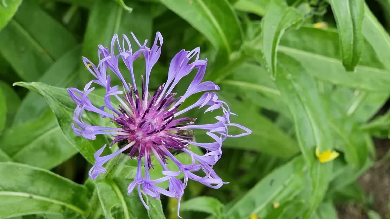 矢车菊。一朵紫色的花，薄薄的花瓣衬托着绿叶。视频下载