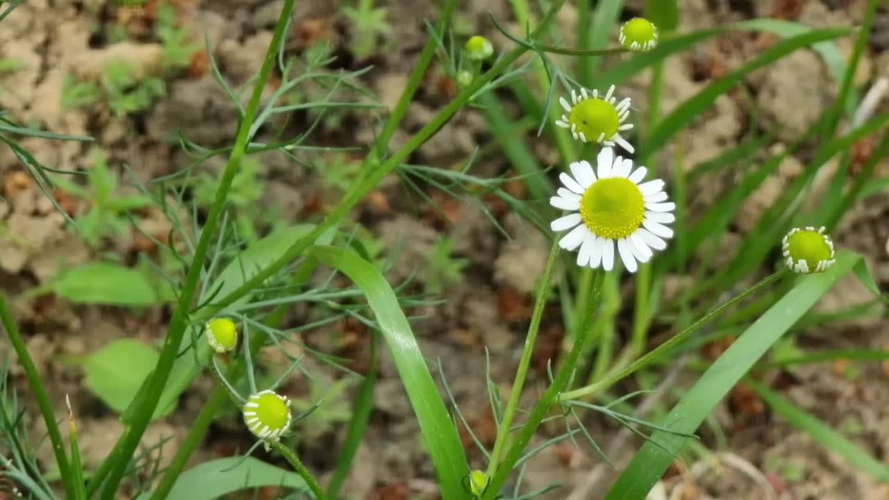 洋甘菊在草地的背景土壤上。视频素材