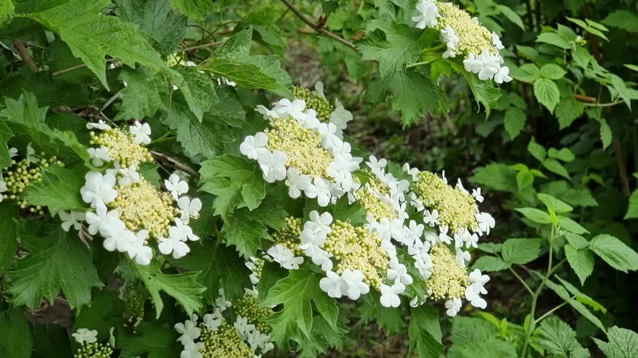 在灌木上盛开的荚蒾花。视频素材