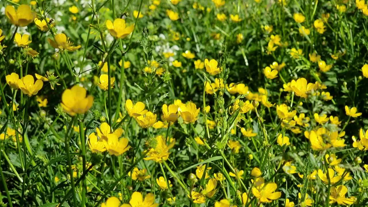 在明亮的阳光下，绿色的草地上盛开着黄色的野花。腐蚀性毛茛，毛茛。视频下载