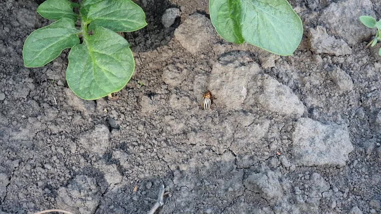 一只科罗拉多马铃薯甲虫趴在植物绿叶旁边的土壤上。视频下载