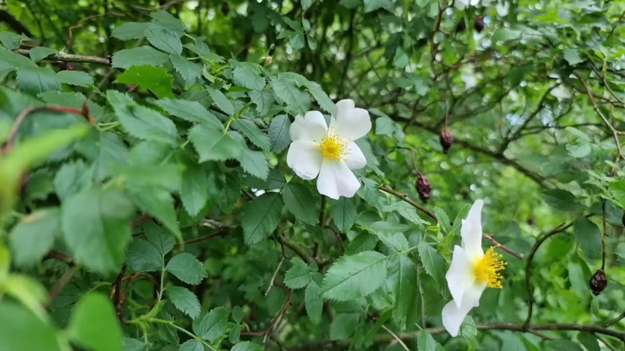 白色的花朵在绿叶的背景上。玫瑰果开花了。视频下载