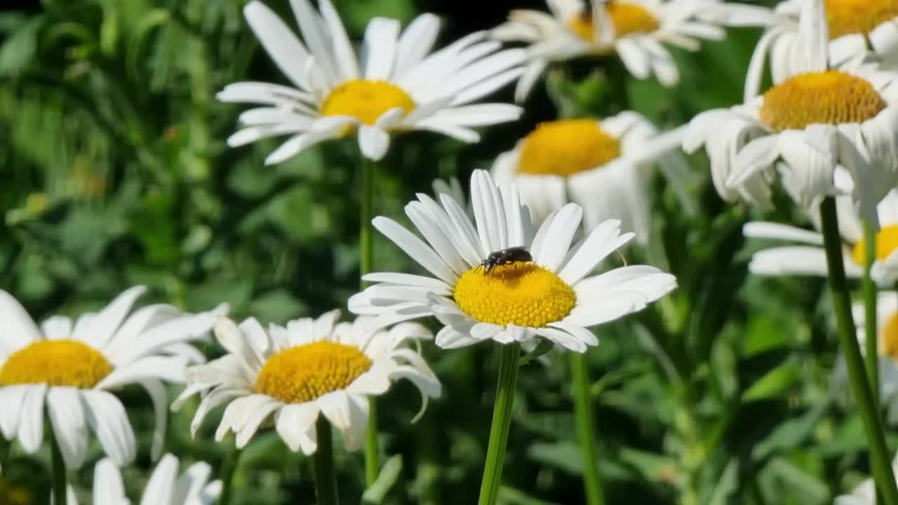 绿色背景上美丽的雏菊。野生地球蜜蜂。视频下载