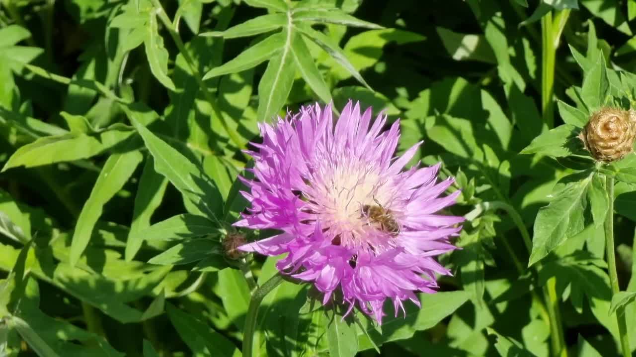 一只蜜蜂在一朵紫色的花上，背景是绿色的植被。矢车菊视频素材