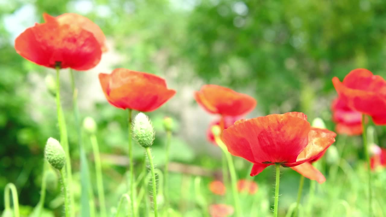 花园里盛开着红色的罂粟花。令人惊叹的夏日景色罂粟树背景。乡村美景的概念背景。4K视频(超高清)。视频素材