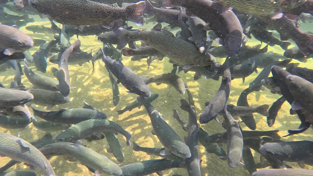 鳟鱼养殖在鱼池中，淡水鱼养殖在清冷的水中，慢动作视频下载