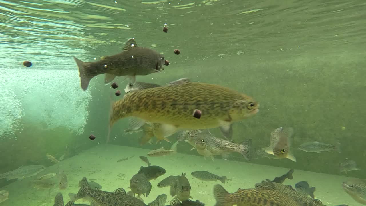 在鱼池里喂鳟鱼，慢动作视频素材