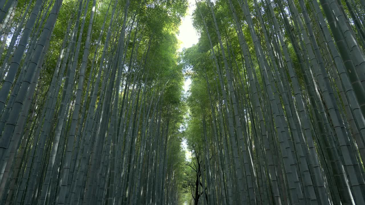 漫步在日本京都著名的岚山竹林视频素材