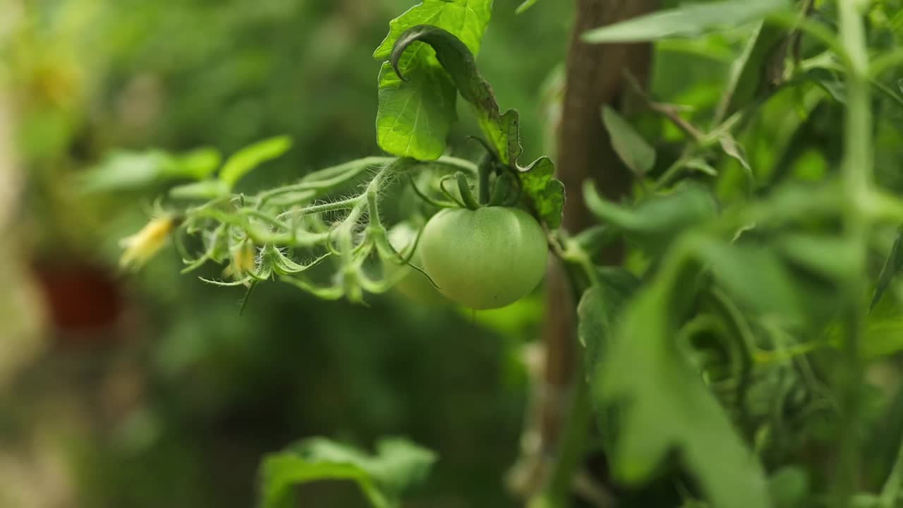 在灌木丛的绿叶上，一簇成熟的李子番茄的特写。温室蔬菜种植。高质量的全高清镜头视频素材