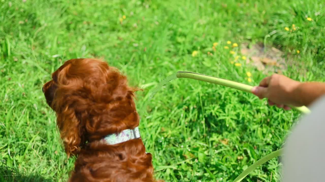 有趣的爱尔兰塞特犬试图从软管喝水。快乐的小狗在后院玩耍。视频下载