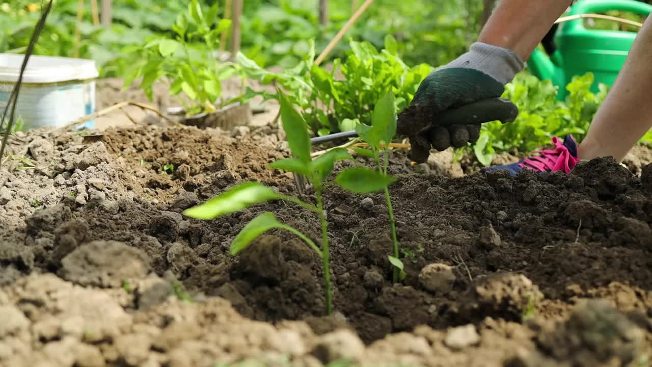 小辣椒丛长在菜园的地里。在一个农民种植辣椒幼苗的背景下，田野里一棵正在生长的植物幼苗的特写视频素材