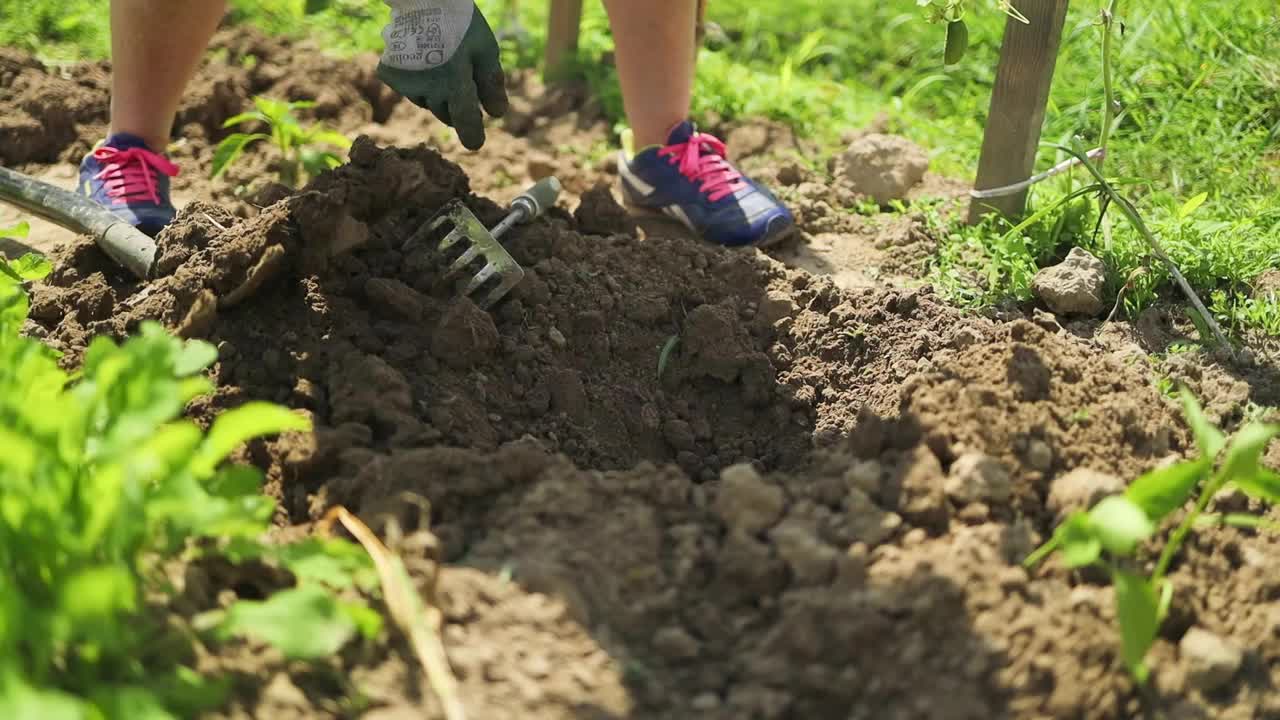 人类的双手在照料土壤中的幼苗。夏天花园里的新芽在阳光明媚的日子里发芽。蔬菜辣椒和茄子芽准备落地。在空地上种苗。园艺概念，春天。视频下载