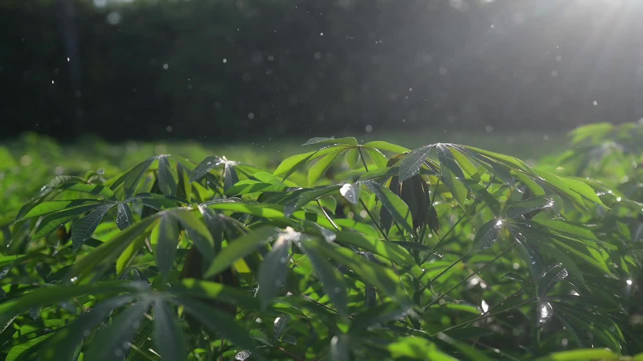 雨滴轻轻地落在树叶上，在柔和的晚光中闪闪发光。视频下载