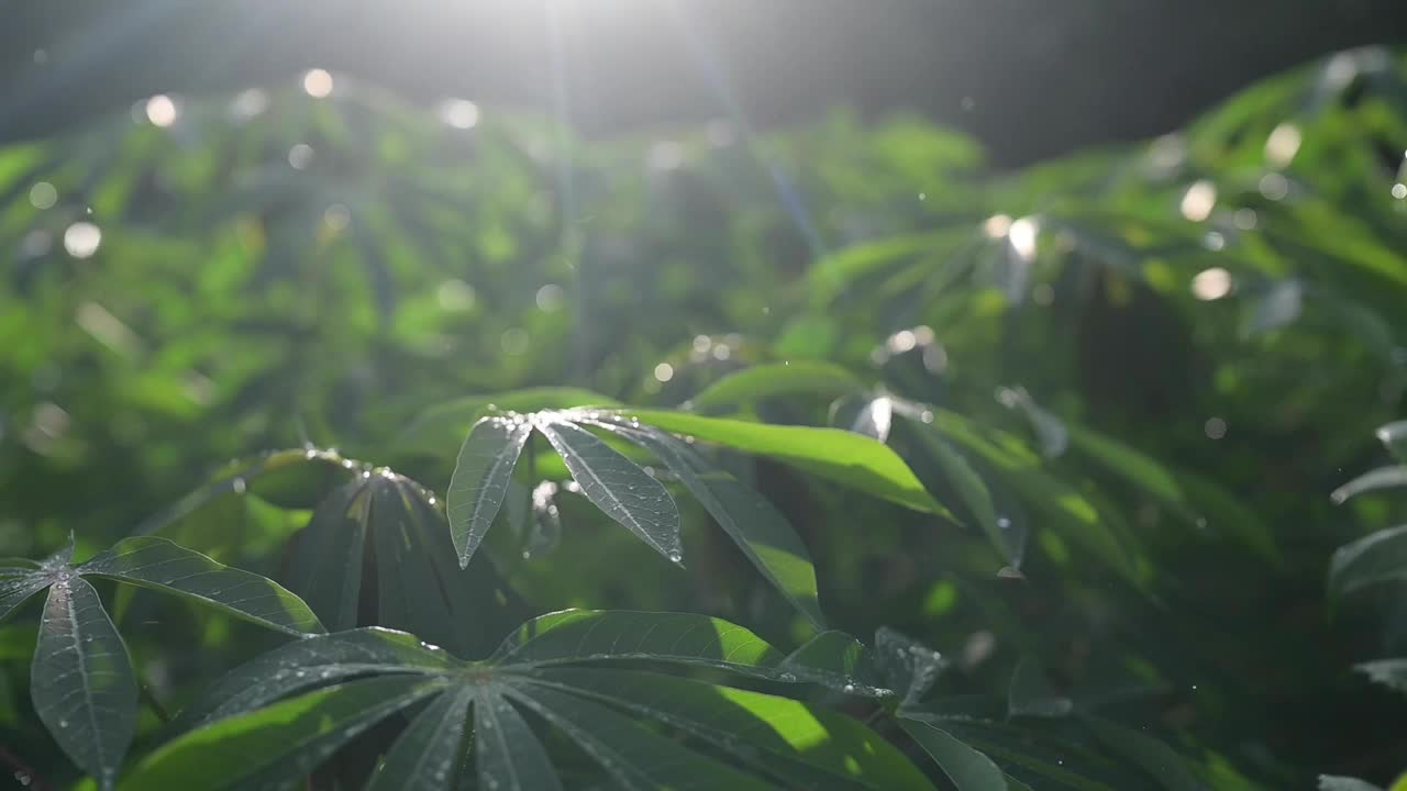 晚雨轻轻地拍打着树叶，每一滴都在渐暗的日光下闪闪发光。视频下载