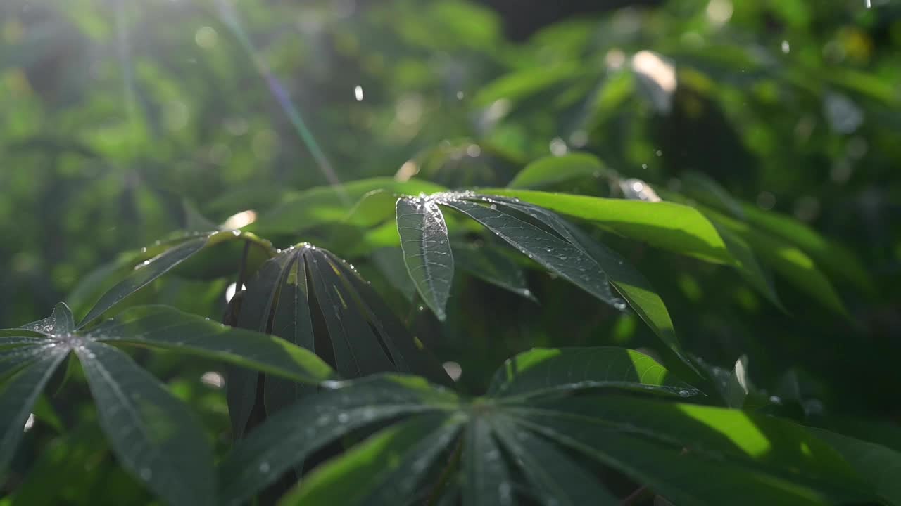 当雨点温柔地落下时，树叶在傍晚宁静的微光中闪烁。视频下载