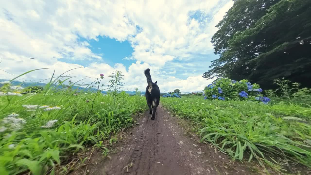 宠物狗沿着土路跑得很开心视频下载