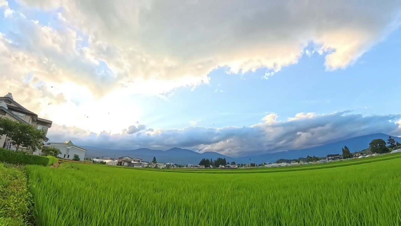 夕阳运动的时间流逝在生长的稻田视频下载