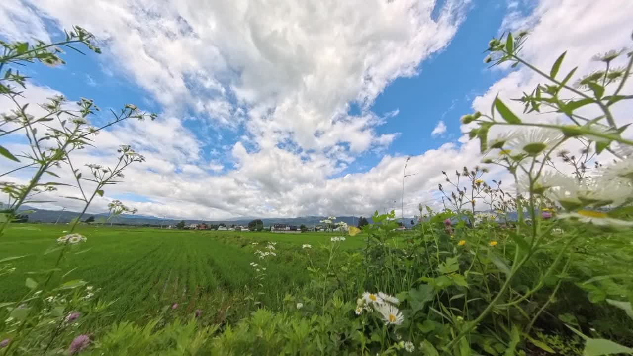 两只蝴蝶在花丛中互相追逐视频下载