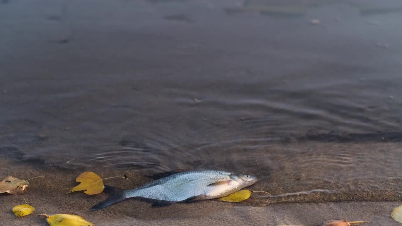 死鱼漂浮在岸边被污染的水中。生态灾难导致鱼类大量死亡。危害自然的有毒废物。视频下载