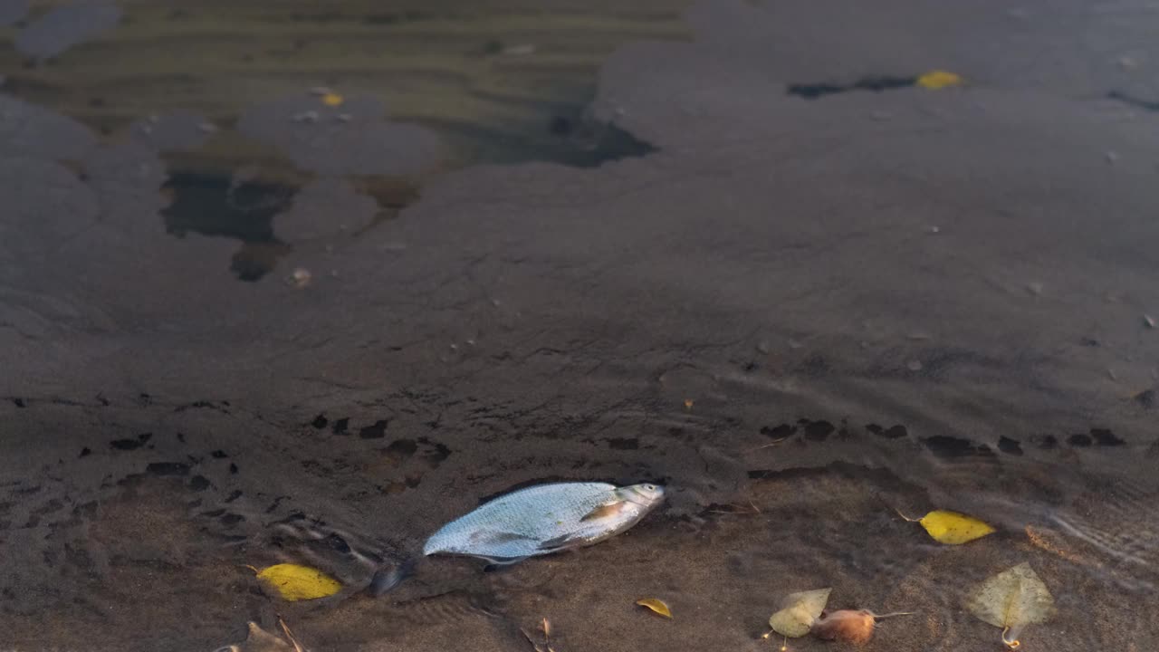 死鱼漂浮在岸边被污染的水中。生态灾难导致鱼类大量死亡。危害自然的有毒废物。视频下载