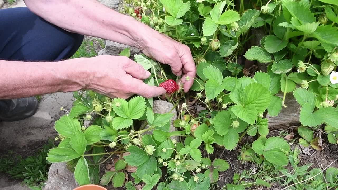 人类采集第一个也是唯一成熟的新收获季节的草莓，最美味视频素材