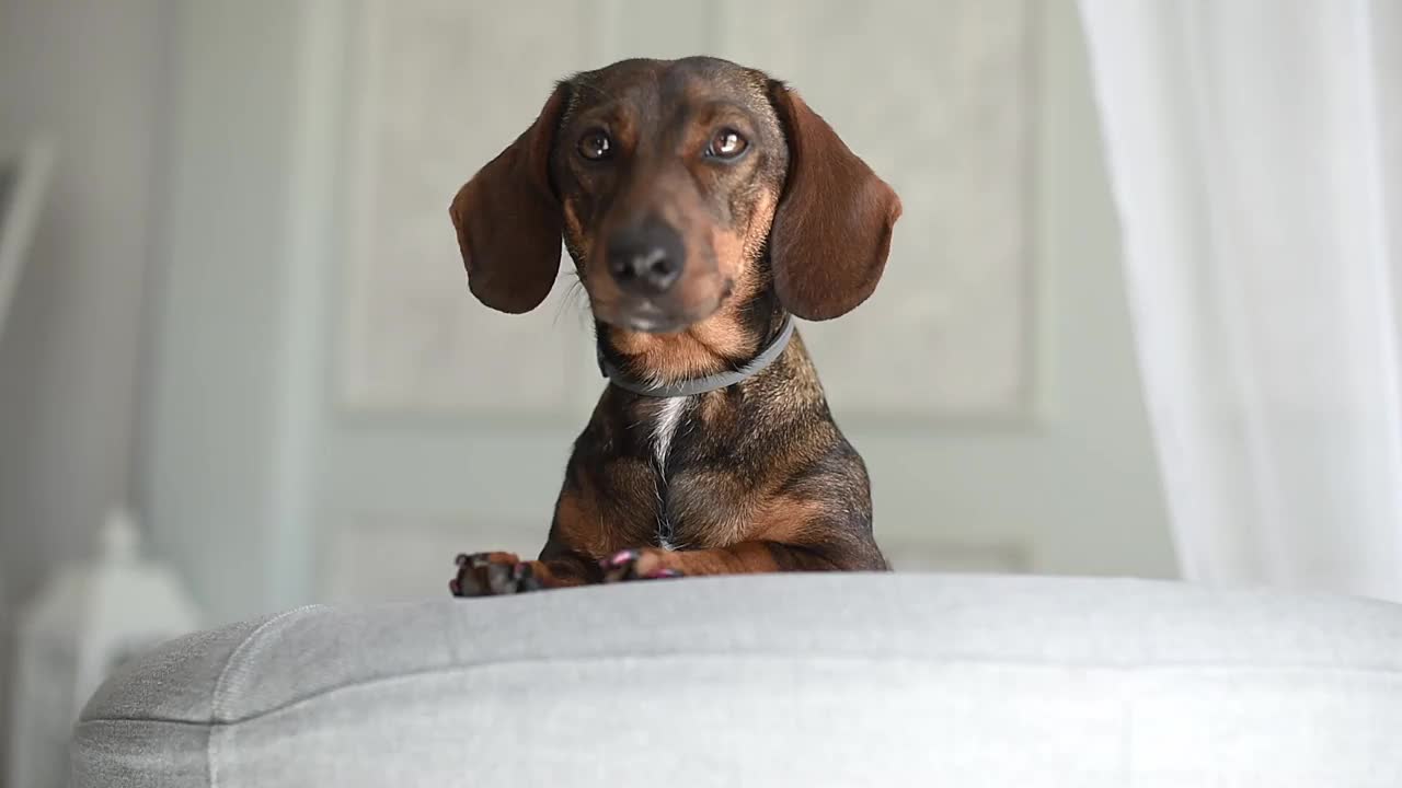 腊肠犬的红毛猎犬是一种优雅的品种视频素材